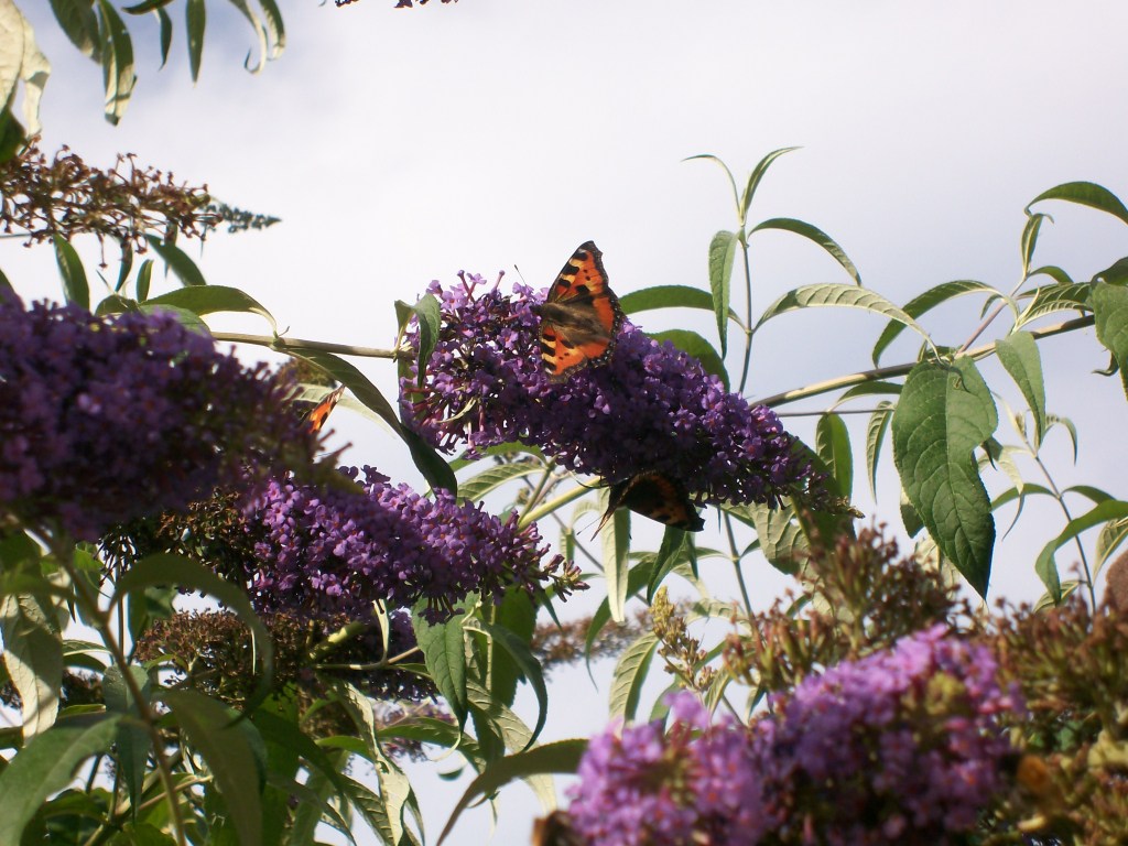 Atalanta vlinder in een vlinderstruik met paarse bloemen.